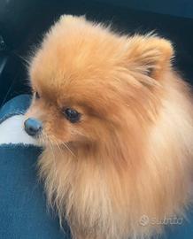 Volpino Spitz nano Pomerania ADULTO maschio