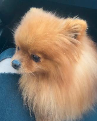 Volpino Spitz nano Pomerania ADULTO maschio