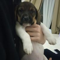 Cucciolo incrocio Bassethound/meticcio