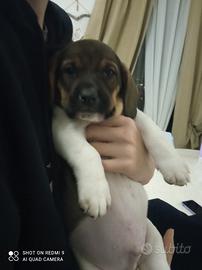 Cucciolo incrocio Bassethound/meticcio
