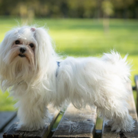 Maltese maschio per accoppiamento