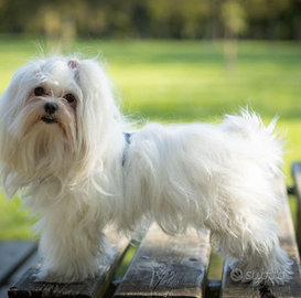 Maltese maschio per accoppiamento