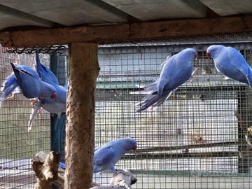 Parrocchetti dal Collare