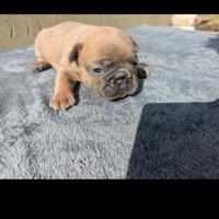 Bulldog francesi blu tan merle