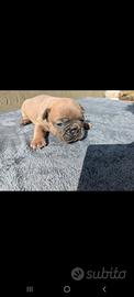 Bulldog francesi blu tan merle