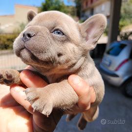 Bulldog francesi taglia piccolissima