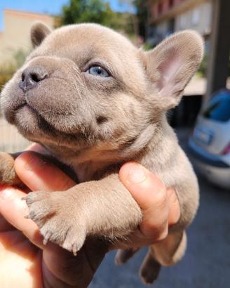 Bulldog francesi taglia piccolissima