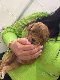 Barboncino red dolly