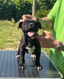 Staffordshire Bull Terrier