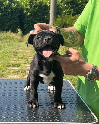 Staffordshire Bull Terrier