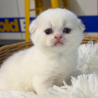 Scottish Fold
