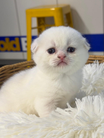 Scottish Fold