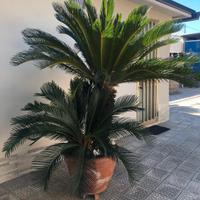 3 cycas con vaso di terracotta 
