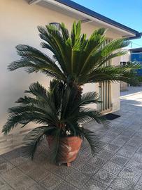3 cycas con vaso di terracotta 