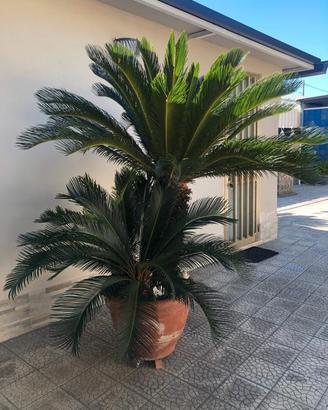 3 cycas con vaso di terracotta 