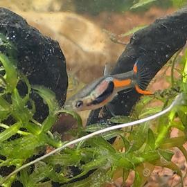 Pesci tropicali selvatici, ceppi puri