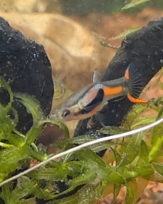 Pesci tropicali selvatici, ceppi puri