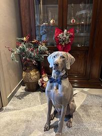 🐾OLIVER È PRONTO PER INNAMORARSI🐾