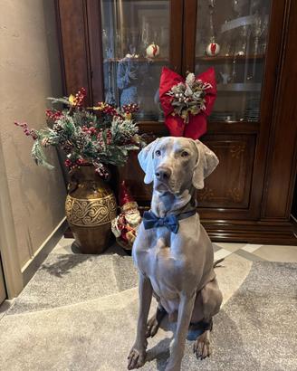 🐾OLIVER È PRONTO PER INNAMORARSI🐾