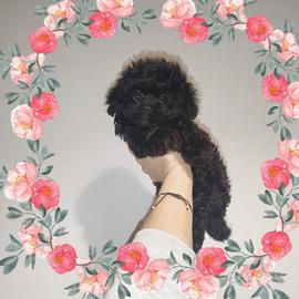 Maltipoo coreano Toy femminuccia total black