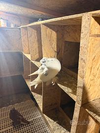 Colombo gigante ungherese