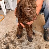 Lagotto Romagnolo