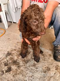 Lagotto Romagnolo