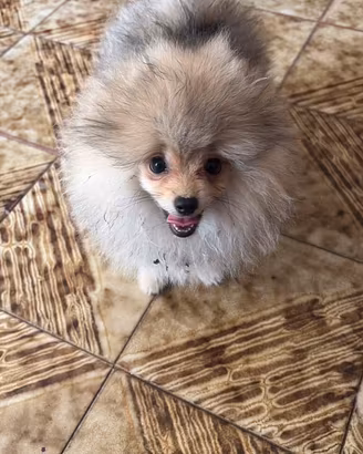 Cucciola di spitz di Pomerania