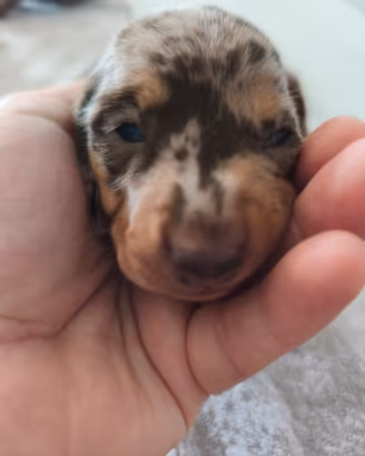 Cuccioli bassotto nano
