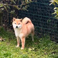 Shiba inu femmine