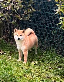 Shiba inu femmine