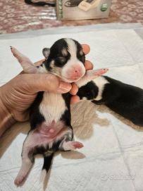 Chihuahua nano maschio