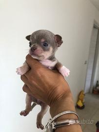 Chihuahua maschio Leam