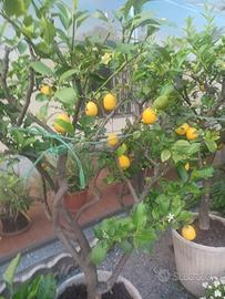 piante di limone