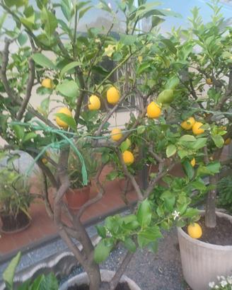 piante di limone