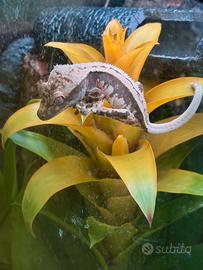 Extreme Harlequin full pinstripe ciliatus