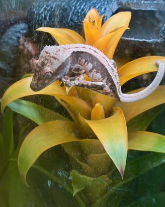 Extreme Harlequin full pinstripe ciliatus