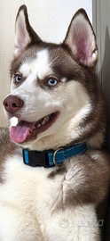 Monta husky