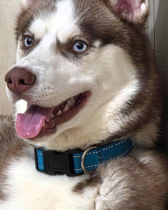 Monta husky