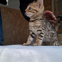 Cuccioli gatti del bengala