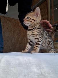 Cuccioli gatti del bengala