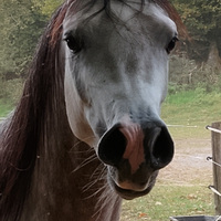 Puledro arabo del 2023