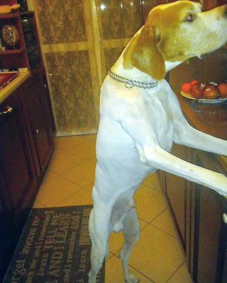 Pointer clastidium cuccioli