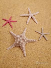 stelle marine 