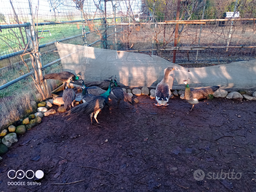 Oca maschio Tolosa adulto