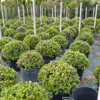 Lecci per addobbo o siepe