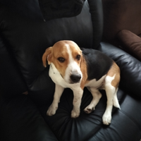 Cani beagle pura razza