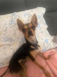 Chloe, Pinscher femmina di 6 mesi