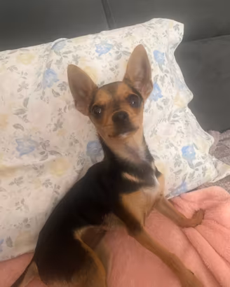 Chloe, Pinscher femmina di 6 mesi
