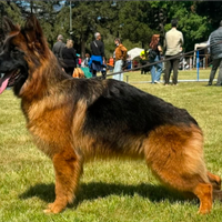 Pastore Tedesco femmina a pelo lungo